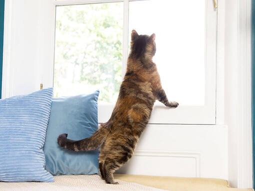 cat looking out of a window