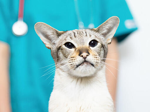 cat at the vet