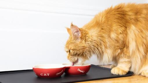 อาการแมวแพ้อาหาร