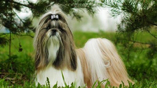 shih tzu dog standing next to pine trees