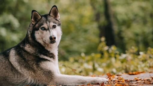 สุนัขสายพันธุ์ไซบีเรียน ฮัสกี (Siberian Husky) | Purina