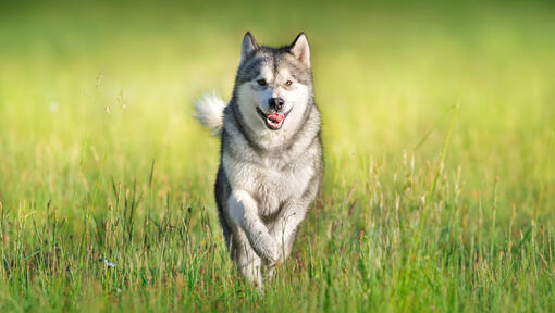 Husky running through grass