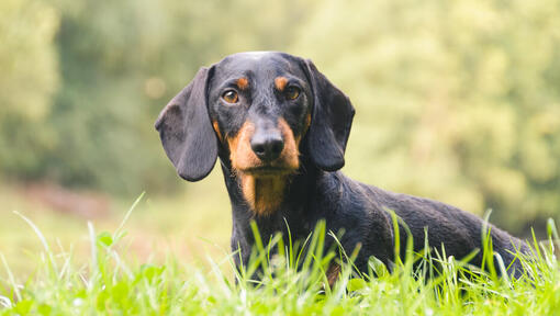 dachshund lying in the grass