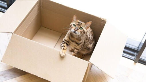 แมวชอบกล่องกระดาษ