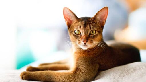 Abyssinian is lying on the couch