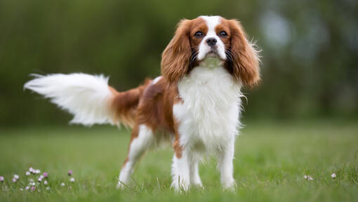 Cavalier King Charles Spaniel in the field
