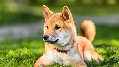 สุนัขชิบะ สุนัขสัญชาติญี่ปุ่น ขนาดกลาง รักอิสระและเป็นมิตร | Purina สุนัขชิบะ สุนัขสัญชาติญี่ปุ่น ขนาดกลาง รักอิสระและเป็นมิตร | Purina