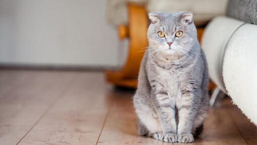 สก๊อตทิช โฟลด์ แมวหูพับแสนน่ารัก และเทคนิคการดูแลที่ควรรู้ | Purina สก๊อตทิช โฟลด์ แมวหูพับแสนน่ารัก และเทคนิคการดูแลที่ควรรู้ | Purina