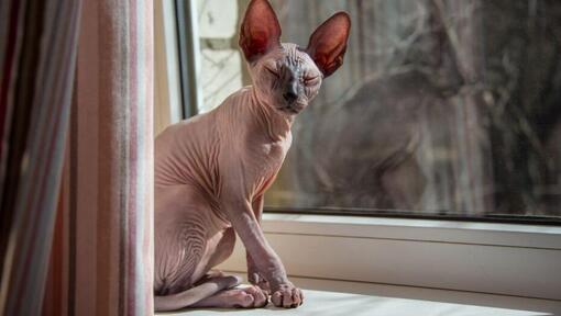 ข้อมูลแมวสายพันธุ์สฟิงซ์| Purina ข้อมูลแมวสายพันธุ์สฟิงซ์| Purina