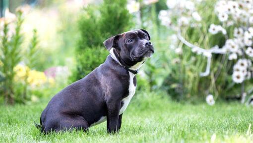 Staffordshire Bull Terrier sitting on the grass