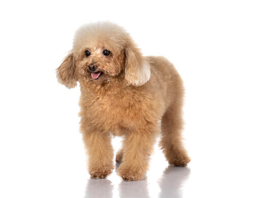สุนัขพุดเดิ้ลทอย สุนัขผู้ดีพันธุ์เล็ก น่ารัก นิสัยร่าเริง | Purina สุนัขพุดเดิ้ลทอย สุนัขผู้ดีพันธุ์เล็ก น่ารัก นิสัยร่าเริง | Purina