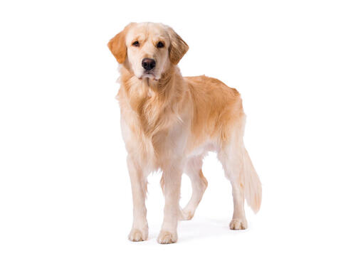 สุนัขสายพันธุ์โกลเด้น รีทริฟเวอร์ (Golden Retriever) | Purina