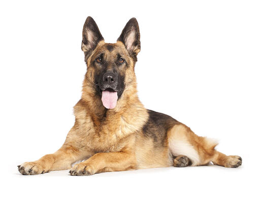 สุนัขเยอรมันเชพเพิร์ด สุนัขซื่อสัตย์ เป็นมิตร และชอบเรียนรู้ | Purina