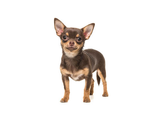 สุนัขสายพันธุ์ ชิวาวา (Chihuahua) | Purina