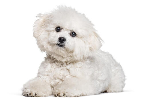 สุนัขบิชอง ฟริเซ่ สุนัขสายพันธุ์เล็กน่ารัก ขนนุ่มฟู ร่างเริง | Purina