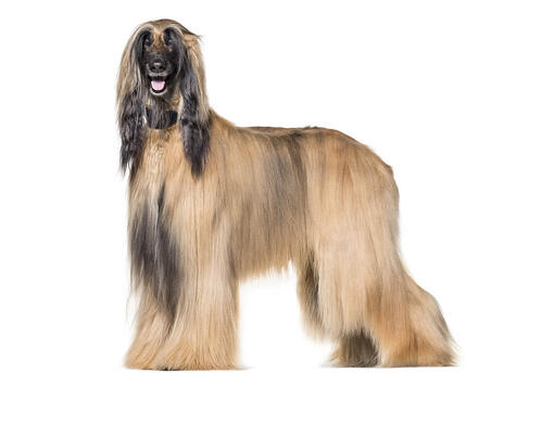 สุนัขอัฟกัน ฮาวด์ สุนัขตะวันตกสายพันธุ์เก่าแก่ รูปร่างสง่างาม | Purina สุนัขอัฟกัน ฮาวด์ สุนัขตะวันตกสายพันธุ์เก่าแก่ รูปร่างสง่างาม | Purina