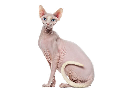 Sphynx