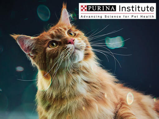 สถาบันวิจัย Purina และนวัตกรรมของเรา