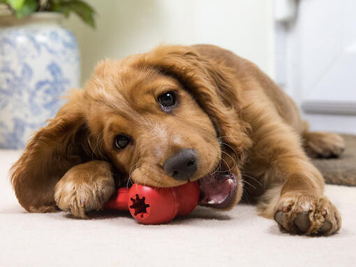 puppy chewing a red toy