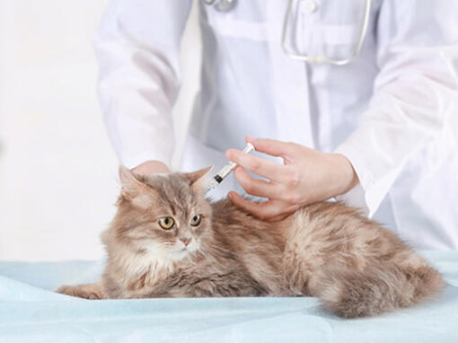 เรื่องต้องรู้การพาน้องแมวไปฉีดวัคซีน