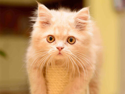 แมวขาวมณี ข้อมูลสายพันธุ์แมวหายากที่มีถิ่นกำเนิดจากประเทศไทย | Purina