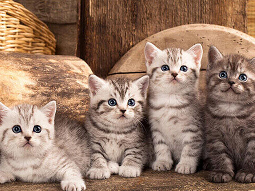 9 เรื่องต้องรู้ ก่อนเลี้ยงแมววิเชียรมาศ (Siamese) | Purina