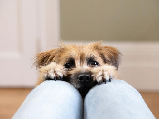 สุนัขยอร์กเชียร์ เทอร์เรียร์ สุนัขพันธุ์เล็กน่ารัก แต่ใจใหญ่ | Purina สุนัขยอร์กเชียร์ เทอร์เรียร์ สุนัขพันธุ์เล็กน่ารัก แต่ใจใหญ่ | Purina