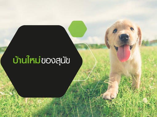 บ้านใหม่ของสุนัข