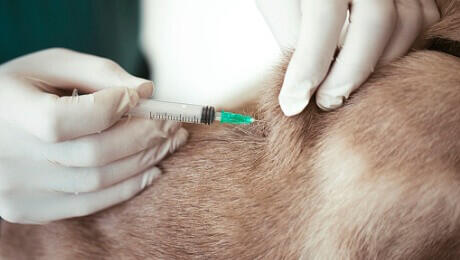 ฉีดวัคซีนสุนัข