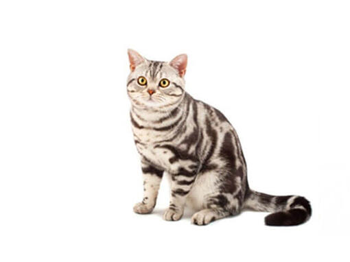 อเมริกันช็อตแฮร์ (American Shorthair)