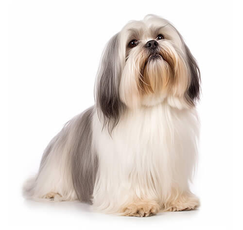 Lhasa Apso