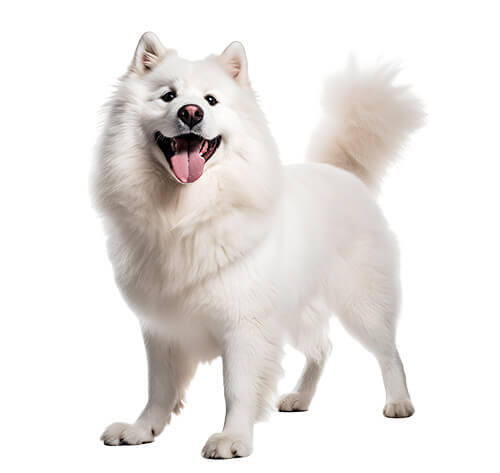 Samoyed