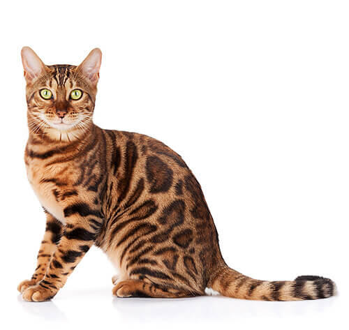 Bengal