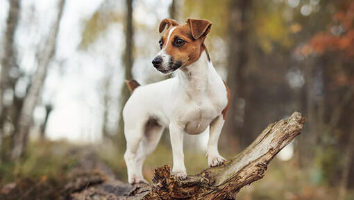 Jack Russell