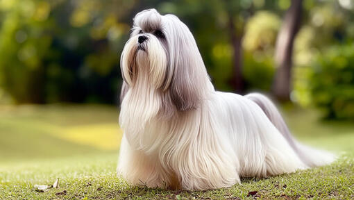 Lhasa Apso