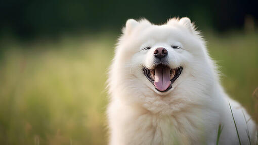 Samoyed