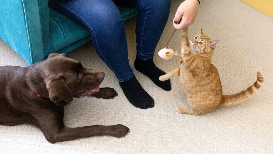 Chocolate Labrador and light furred cat playing indoors. วิธีเลี้ยงแมว วิธีเลี้ยงสุนัข