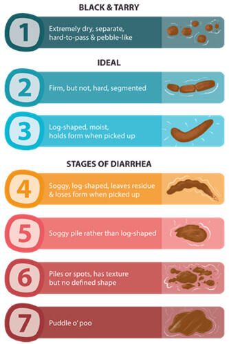 All about dog poop 2 อุจจาระสุนัข