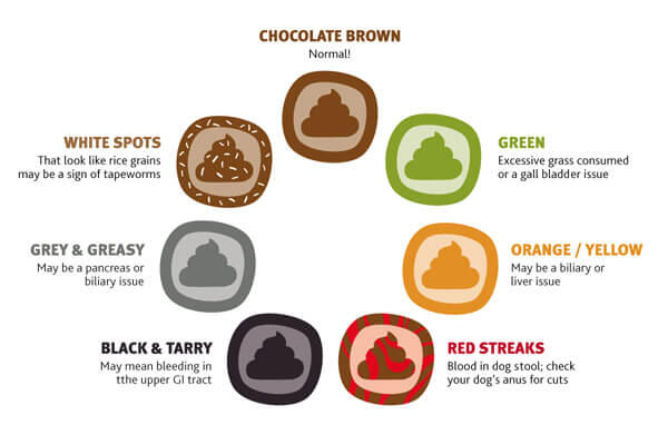 All about dog poop 3 อุจจาระสุนัข