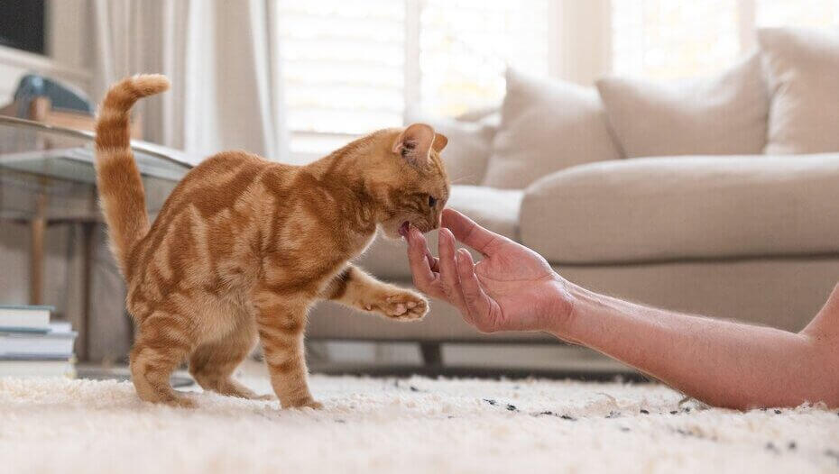 Cat Hairballs What You Should Know1 ก้อนขนแมว