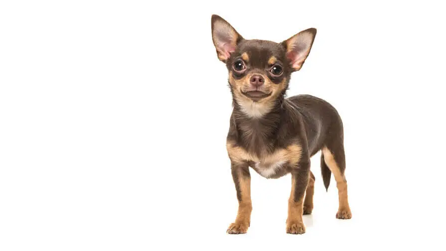 BREED%20Hero%20Desktop_0139_chihuahua_smooth.webp?itok=GbvvvlYn