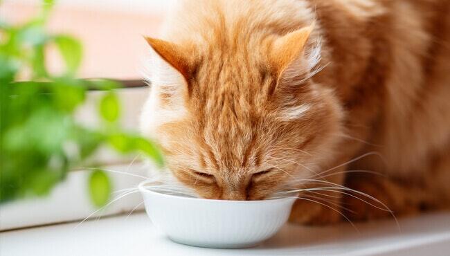 ไขทุกประเด็นกับปัญหาแมวกินน้ำน้อย ไขทุกประเด็นกับปัญหาแมวกินน้ำน้อย