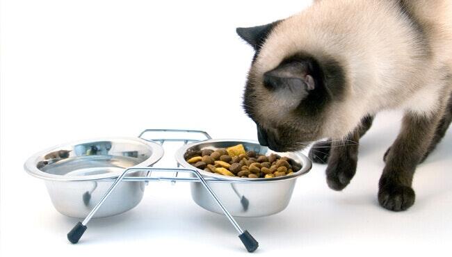 ไขทุกประเด็นกับปัญหาแมวกินน้ำน้อย ไขทุกประเด็นกับปัญหาแมวกินน้ำน้อย