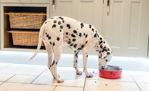 อาหารมีความสำคัญอย่างไรในสุนัขที่มีปัญหาผิวหนังและขน 
