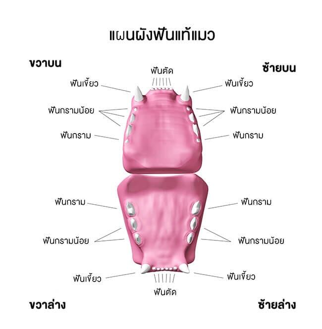 วิธีดูง่ายๆ ว่าแมวของเราอายุเท่าไหร่แล้ว วิธีดูง่ายๆ ว่าแมวของเราอายุเท่าไหร่แล้ว