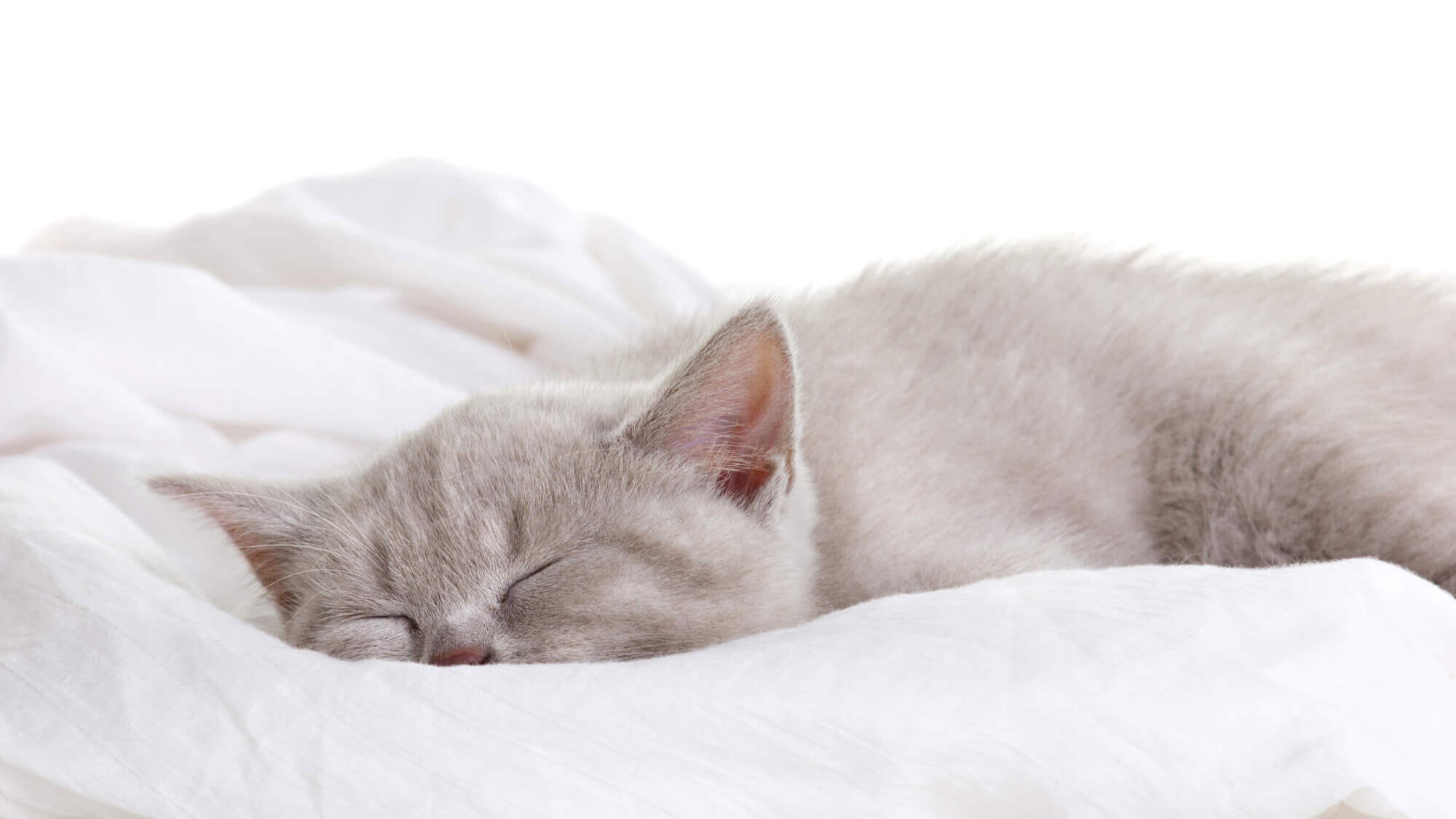 ไขปริศนา : ทำไมแมวถึงนอนนานจัง