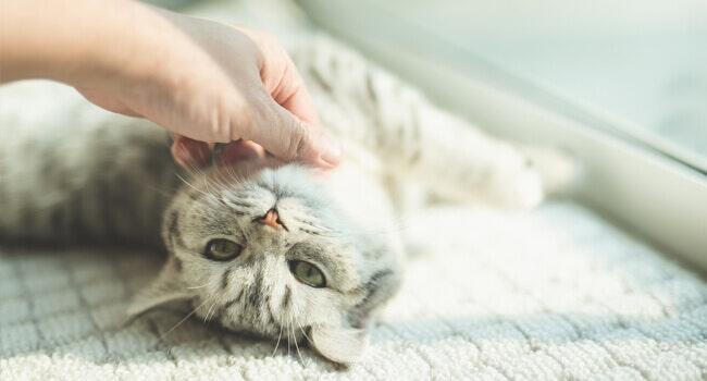 รักแมวต้องรู้ อยากให้แมวอ้อนเราต้องทำยังไง | Purina รักแมวต้องรู้ อยากให้แมวอ้อนเราต้องทำยังไง | Purina