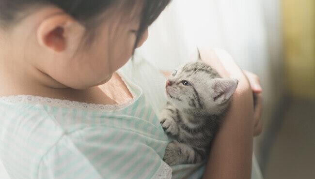 เพศลูกแมว เพศลูกแมว