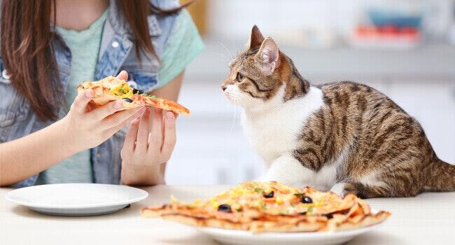 แมวชอบกินอาหารคน แมวชอบกินอาหารคน