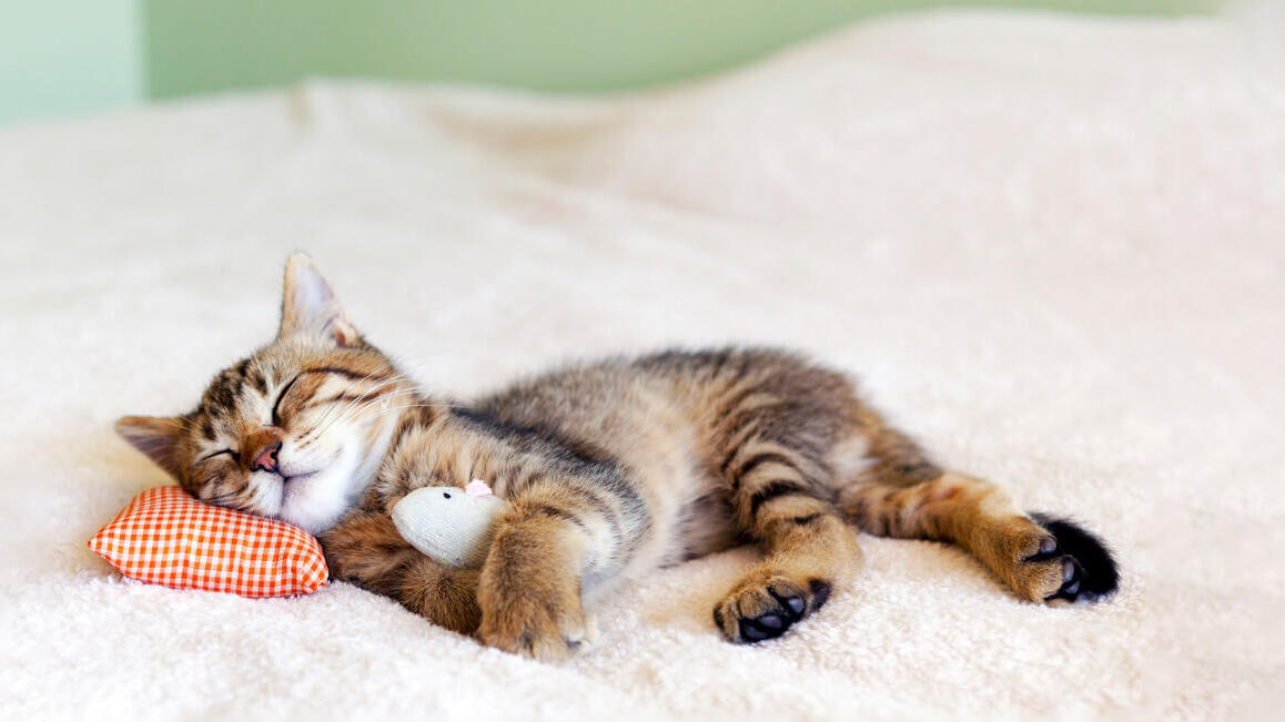 ไขปริศนา : ทำไมแมวถึงนอนนานจัง